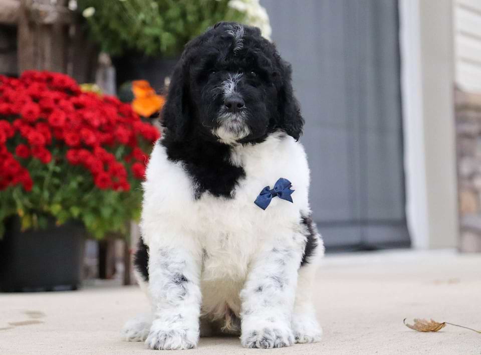 Gravy, the Newfiedoodle boy