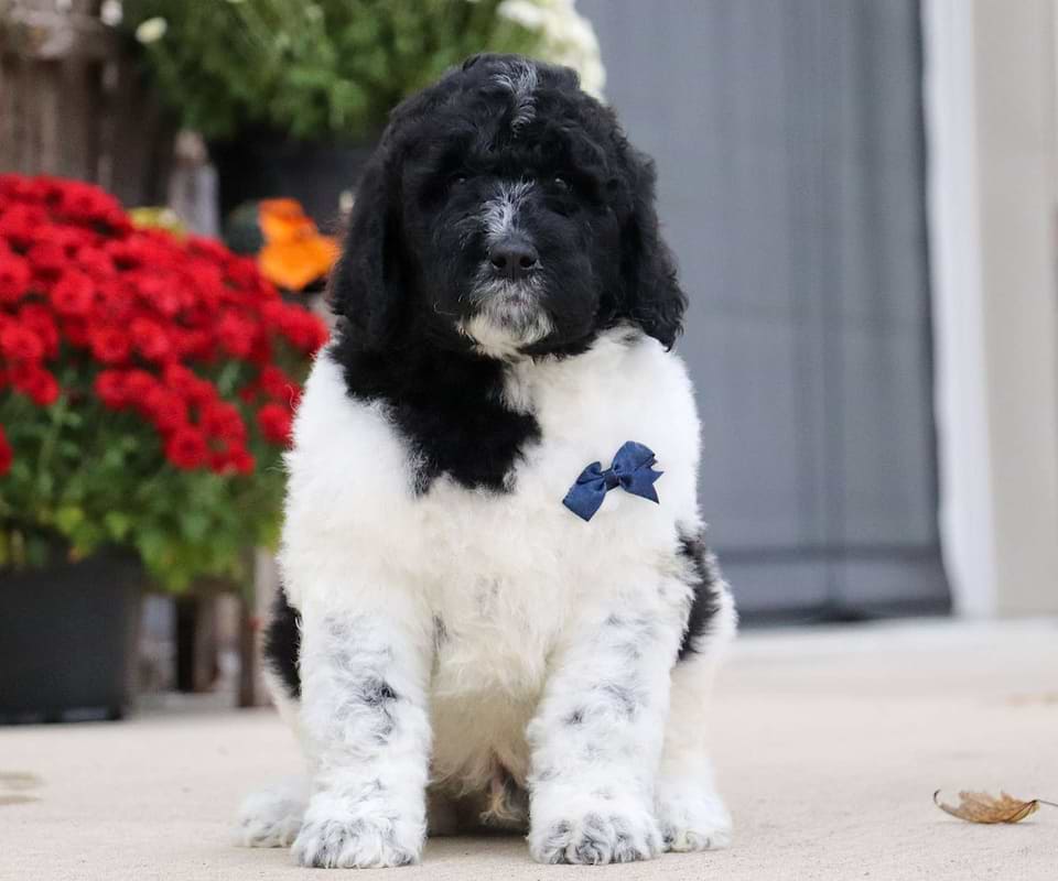 Gravy, the Newfiedoodle boy