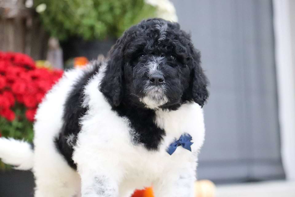 Gravy, the Newfiedoodle boy