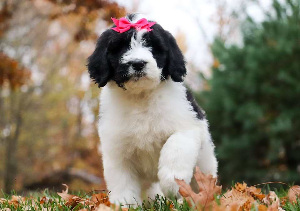 Pumpkin, the Newfiedoodle girl