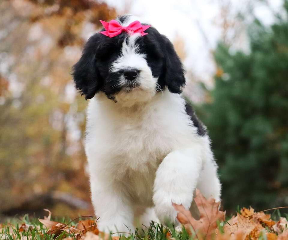 Pumpkin, the Newfiedoodle girl