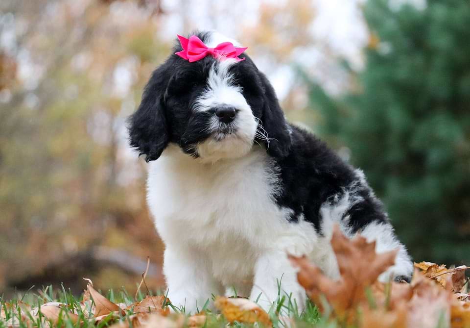 Pumpkin, the Newfiedoodle girl