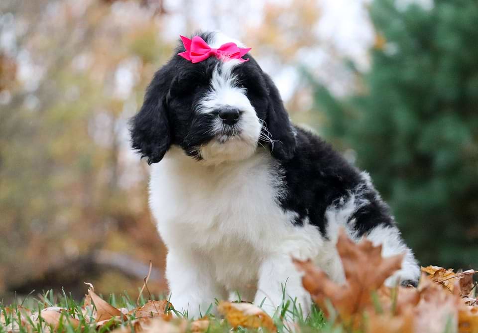 Pumpkin, the Newfiedoodle girl