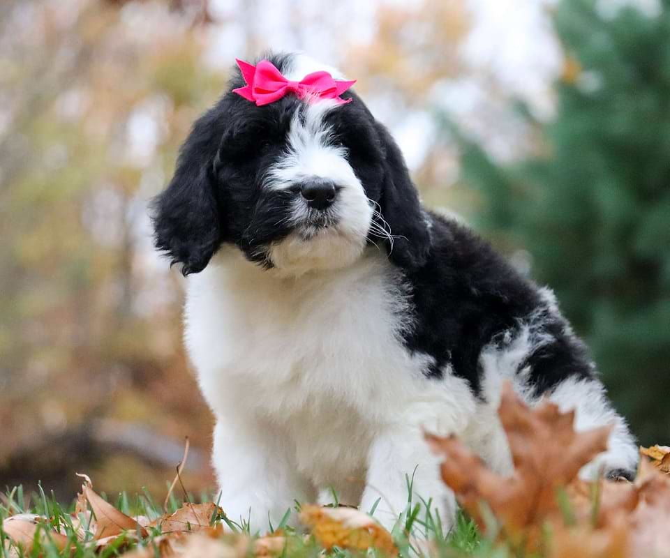 Pumpkin, the Newfiedoodle girl