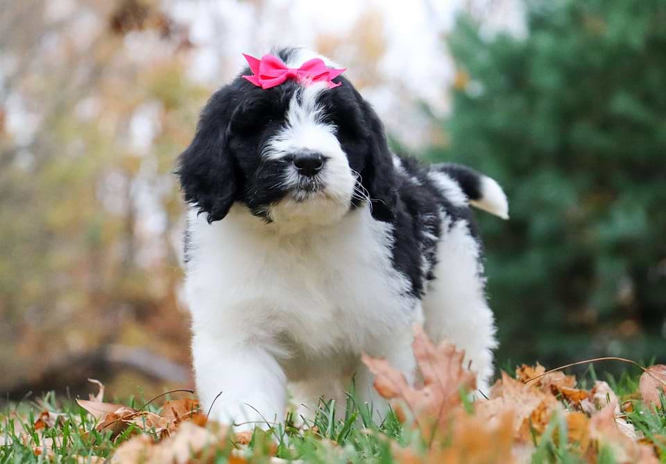 Pumpkin, the Newfiedoodle girl