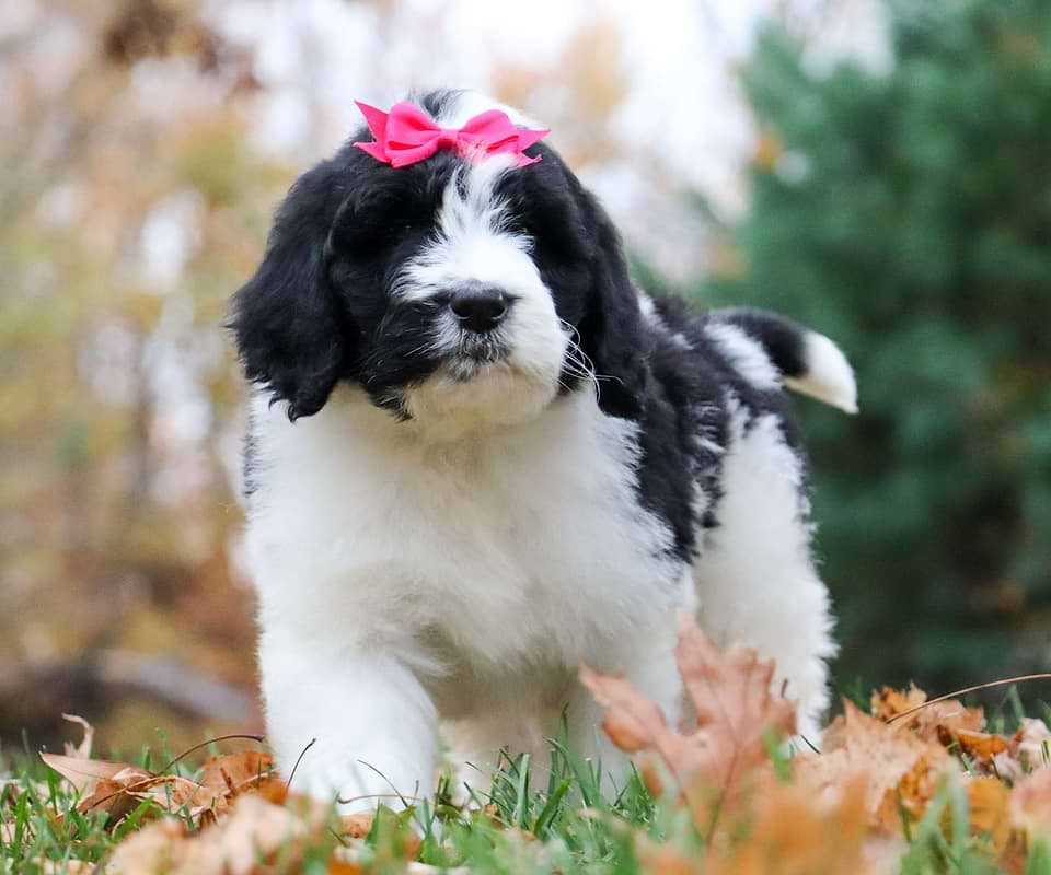 Pumpkin, the Newfiedoodle girl