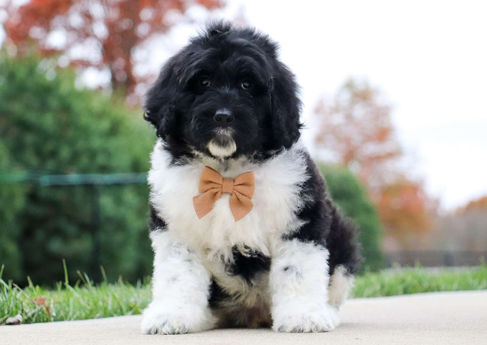 Russet, the Newfiedoodle boy