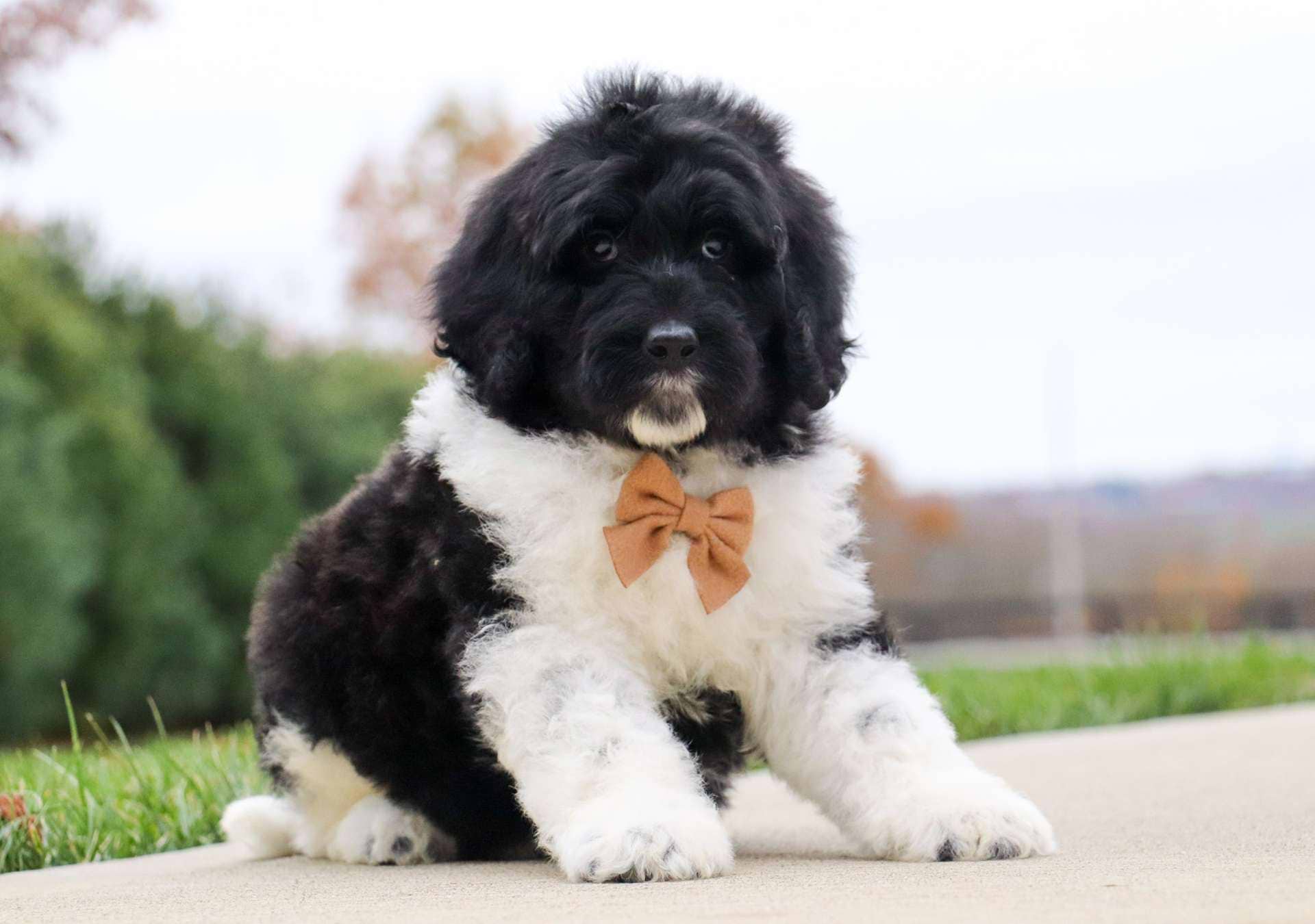 Russet-Newfiedoodle-boy-2.jpg