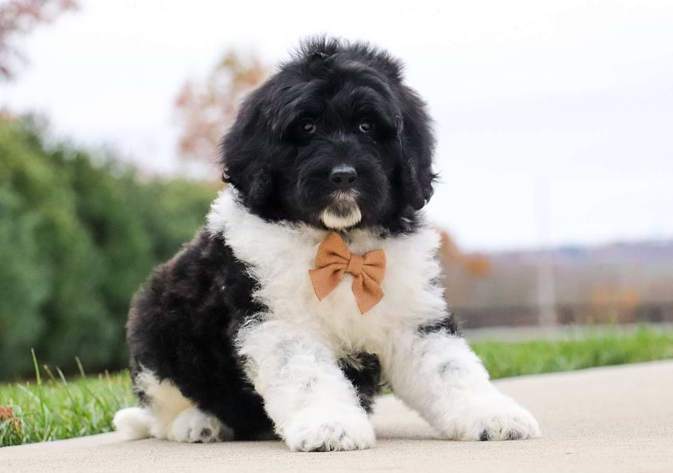 Russet, the Newfiedoodle boy