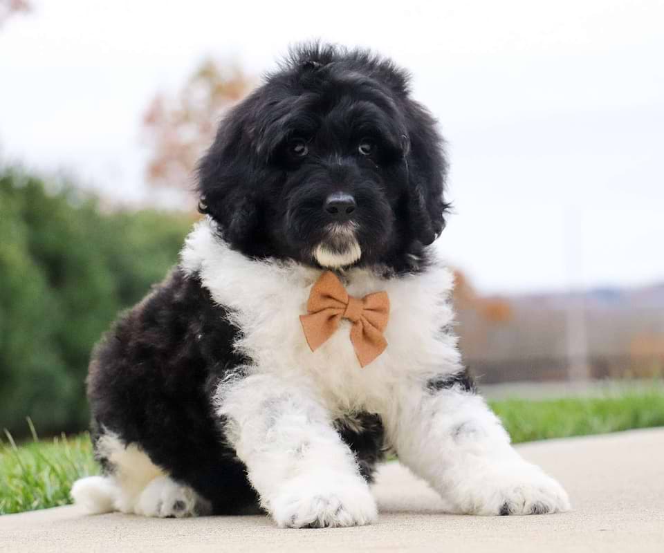 Russet, the Newfiedoodle boy