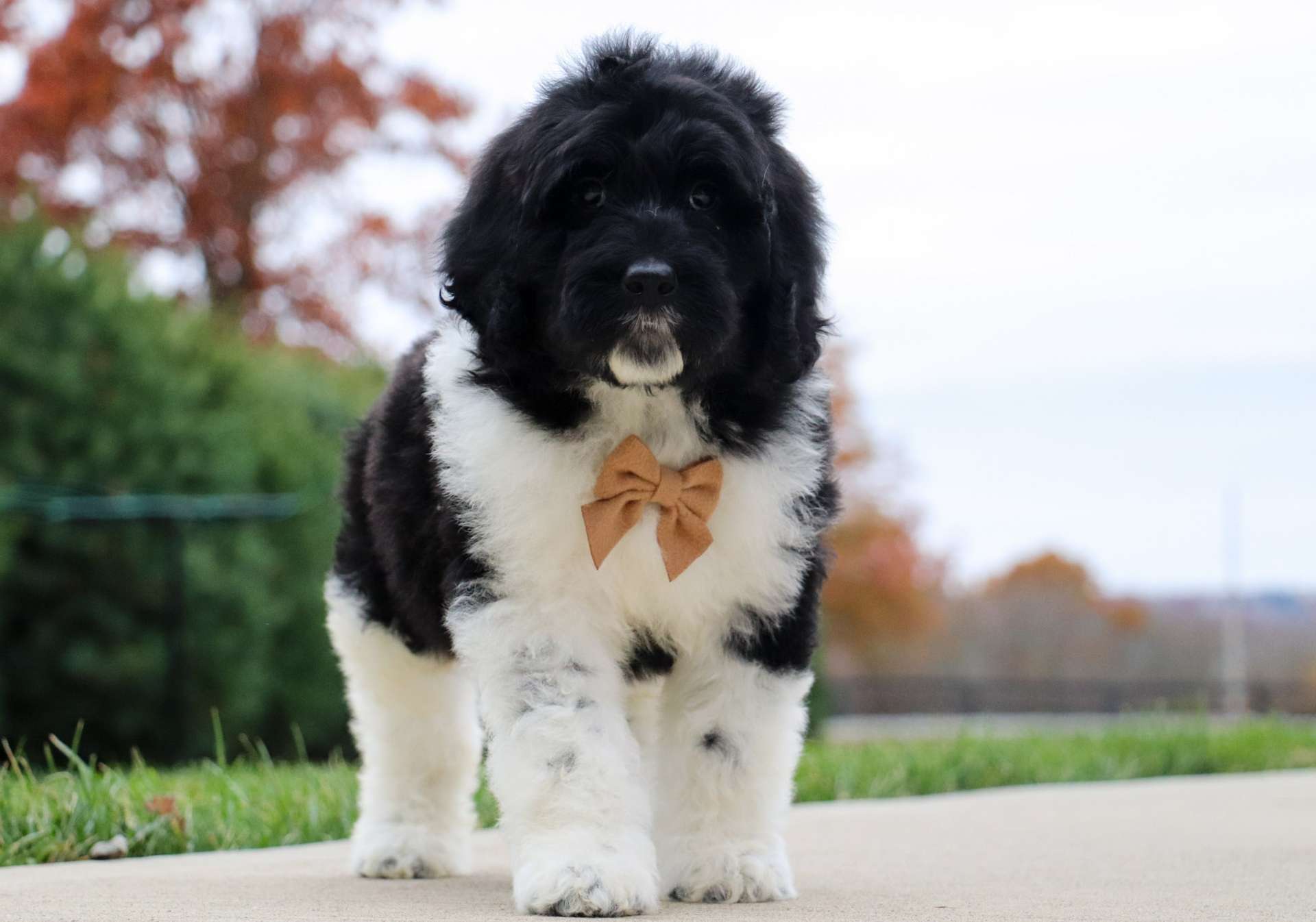 Best Rhode Island Newfiedoodles Available — Crockett Doodles