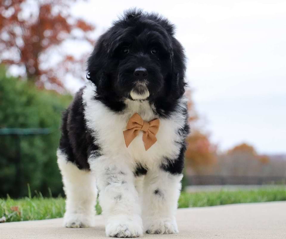 Russet, the Newfiedoodle boy