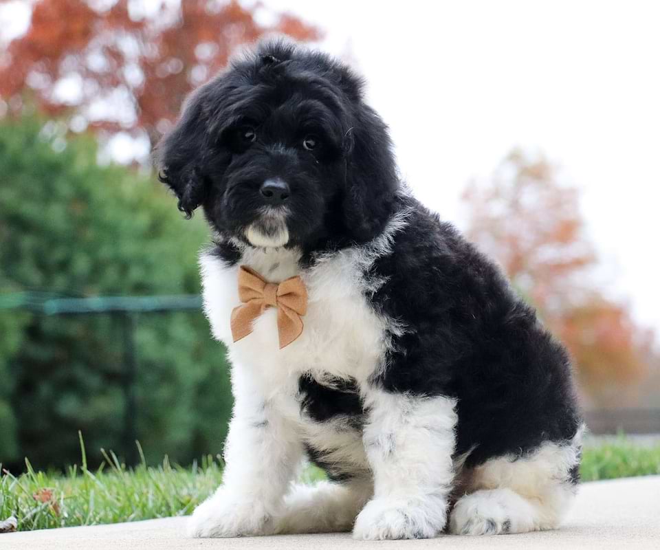 Russet, the Newfiedoodle boy