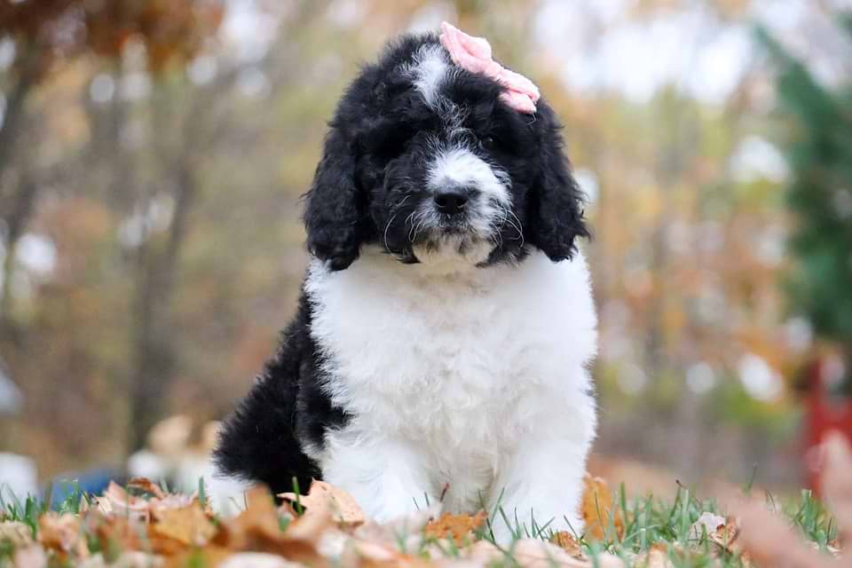 Topaz, the Newfiedoodle girl