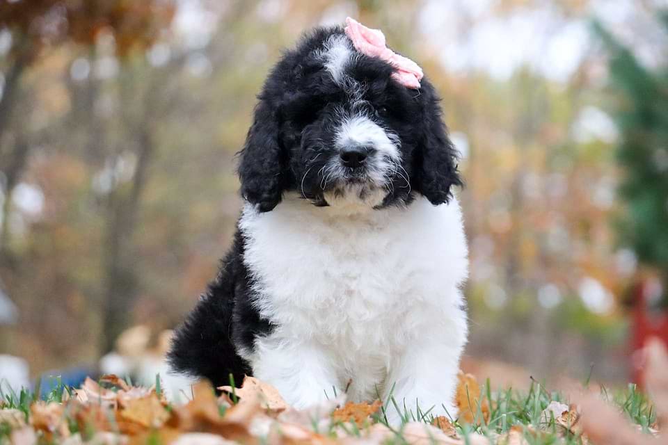 Topaz, the Newfiedoodle girl