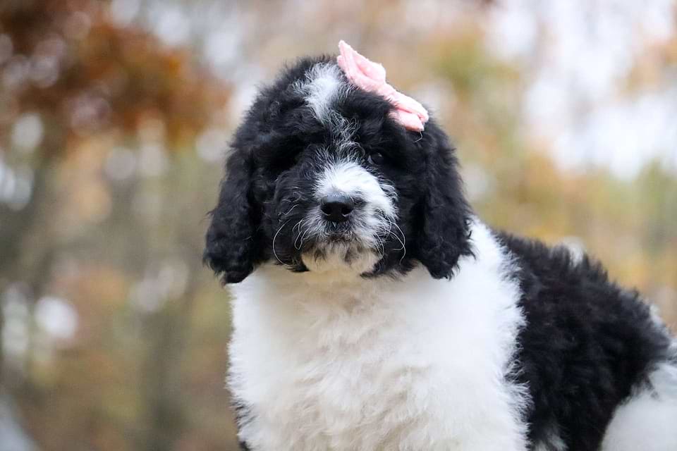 Topaz, the Newfiedoodle girl