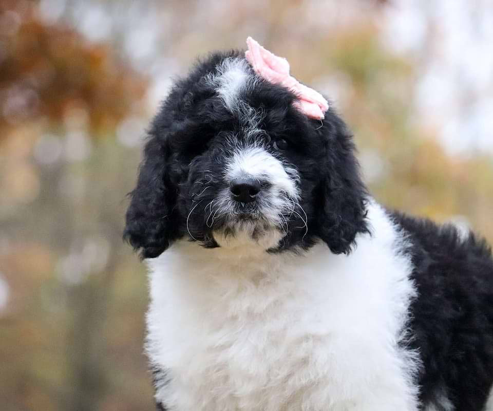 Topaz, the Newfiedoodle girl