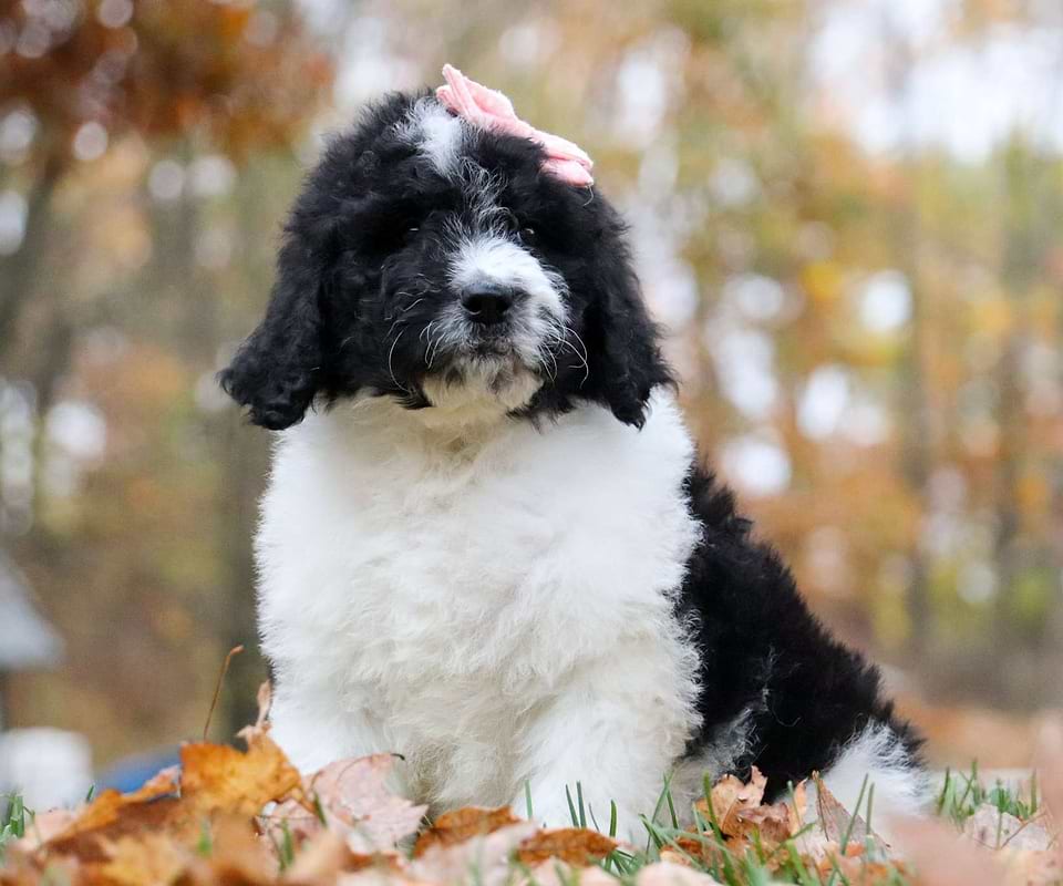 Topaz, the Newfiedoodle girl