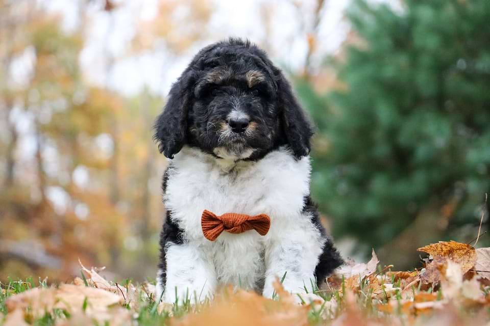 Turkey, the Newfiedoodle boy