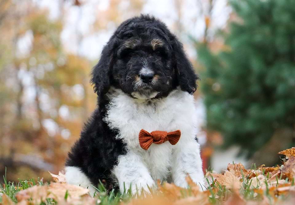 Turkey, the Newfiedoodle boy