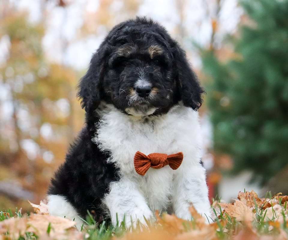 Turkey, the Newfiedoodle boy