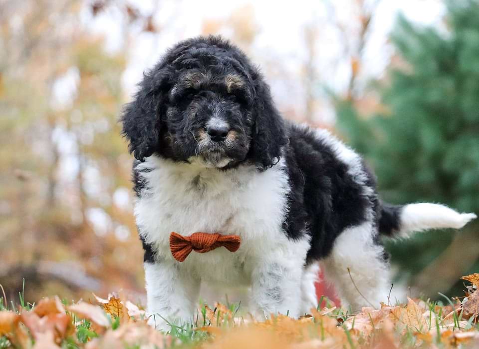 Turkey, the Newfiedoodle boy