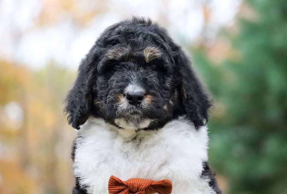Turkey, the Newfiedoodle boy