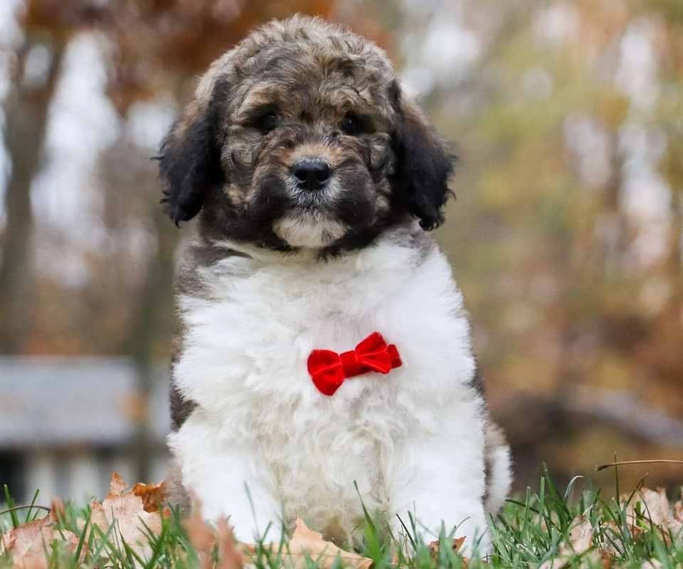 Wishbone, the Newfiedoodle boy