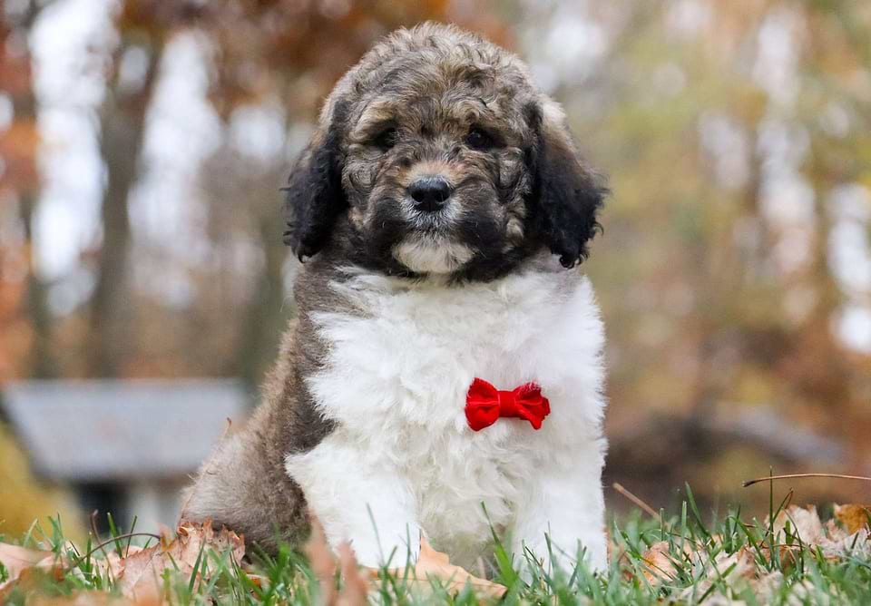Wishbone, the Newfiedoodle boy