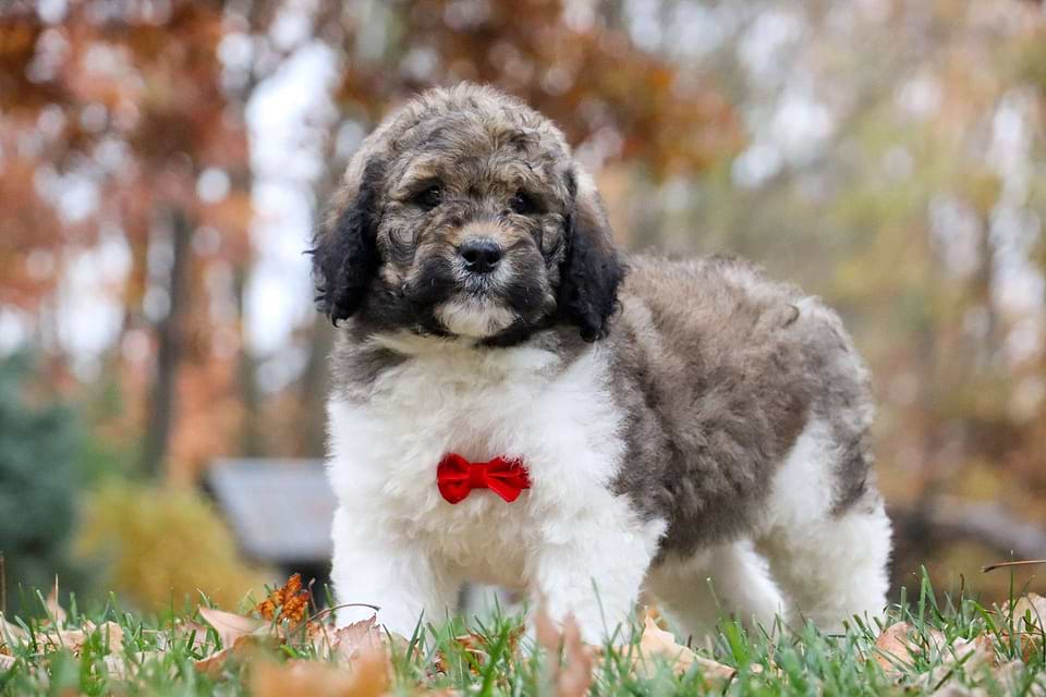 Wishbone, the Newfiedoodle boy