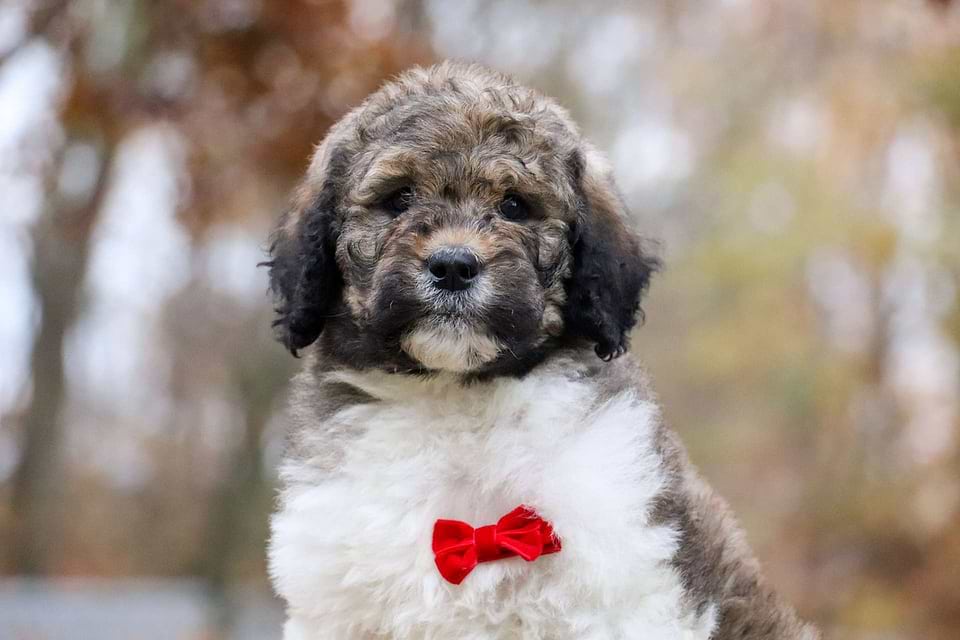 Wishbone, the Newfiedoodle boy