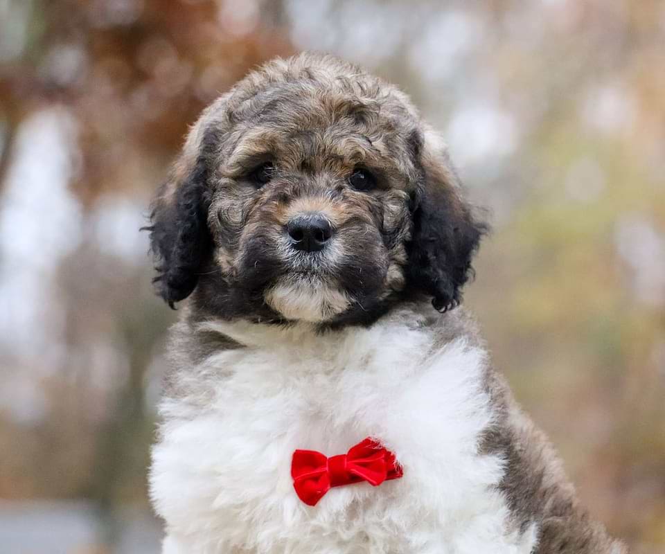 Wishbone, the Newfiedoodle boy