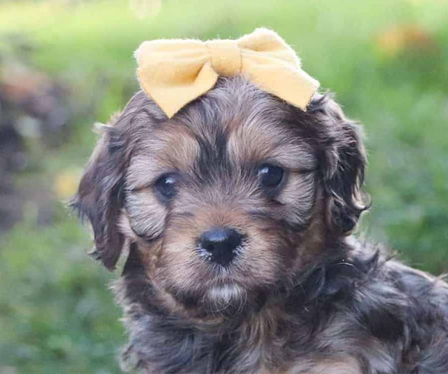 Cavapoo Beauty