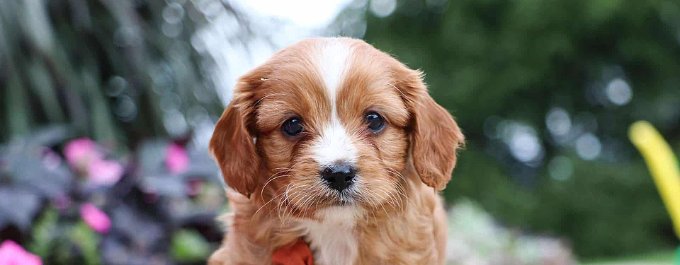 Cavapoo Puppy