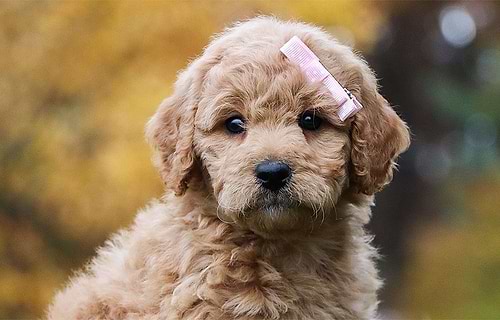 Is Crockett Doodles a Puppy Mill?