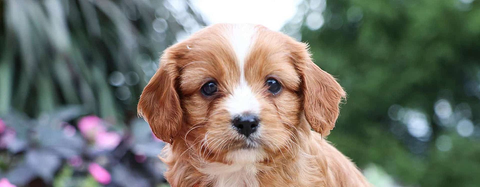 Mini Cavapoo Flame