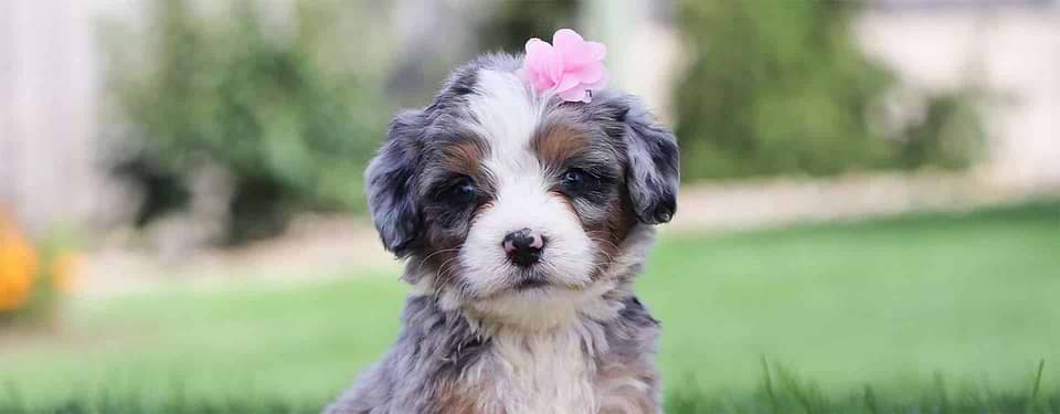 Phantom Tricolor Bernedoodle
