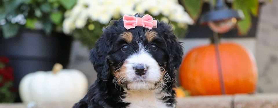 Tricolor Bernedoodle