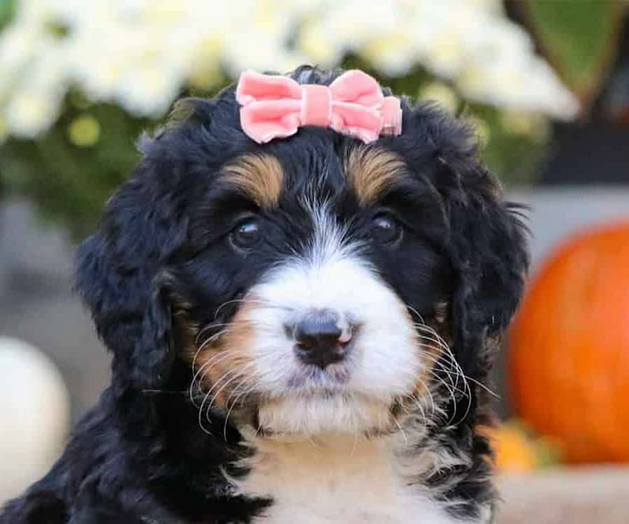 Tricolor Bernedoodle