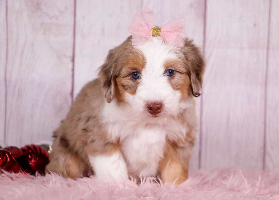 Available Aussiedoodle