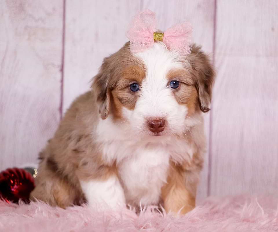 Available Aussiedoodle