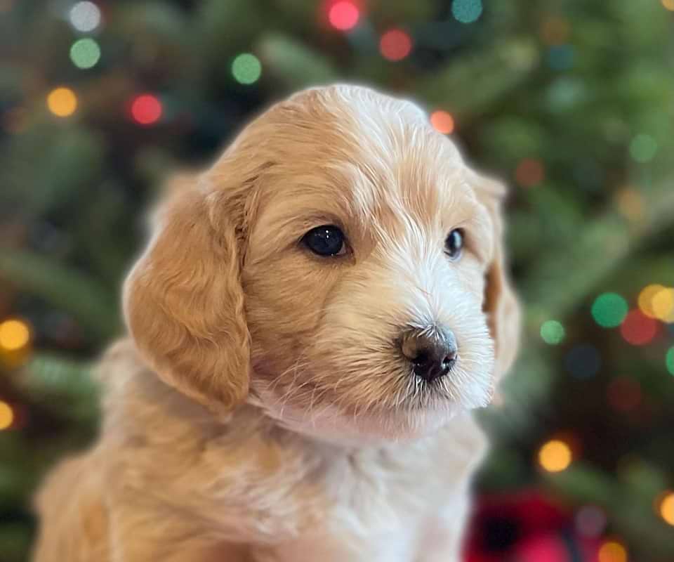 Aussiedoodle Available