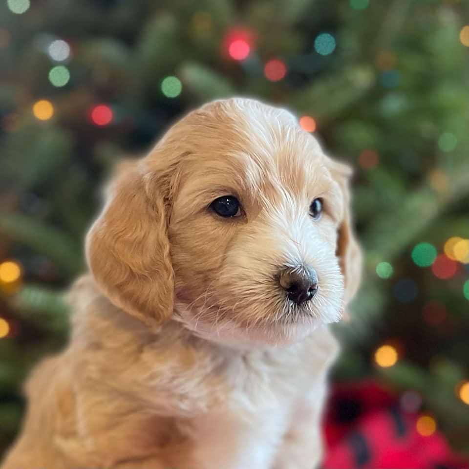 Aussiedoodle Available
