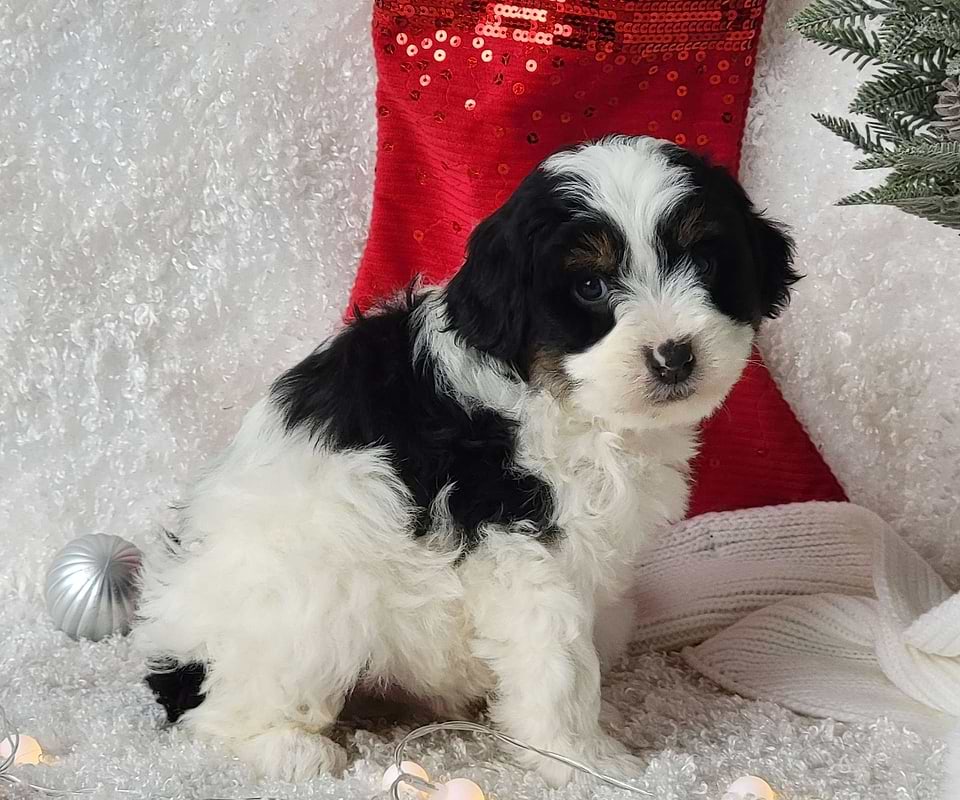 Bernedoodle Available