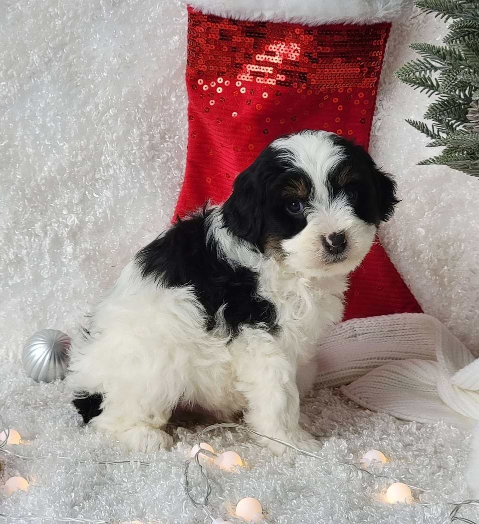 Bernedoodle Available
