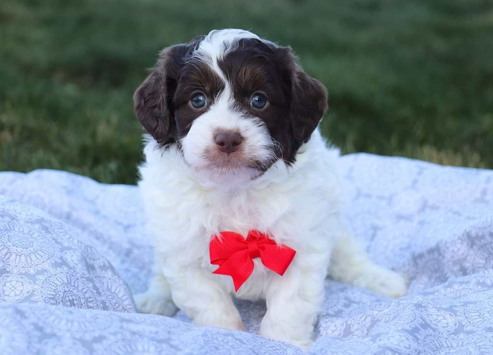 Cockapoo Available