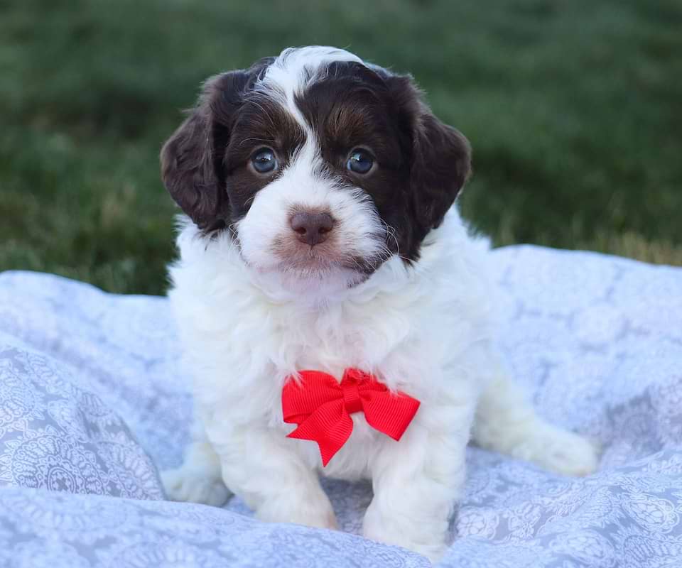 Cockapoo Available