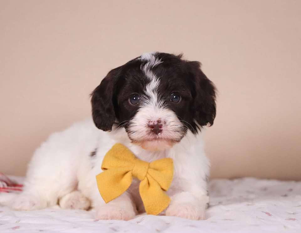 Labradoodle Available