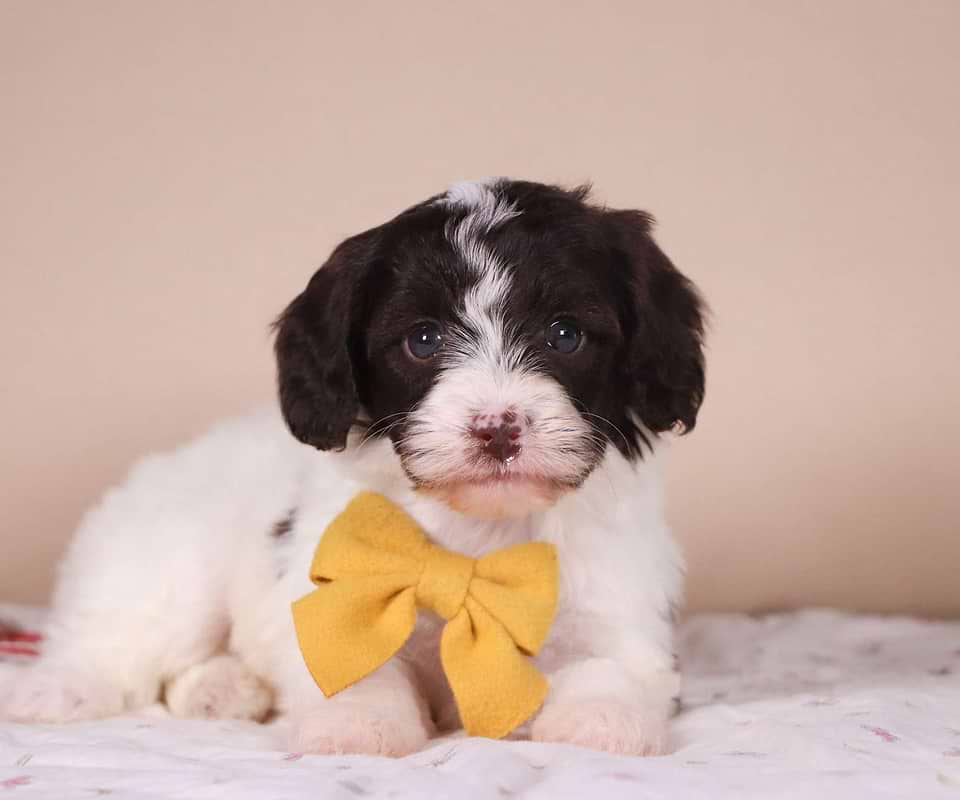 Labradoodle Available