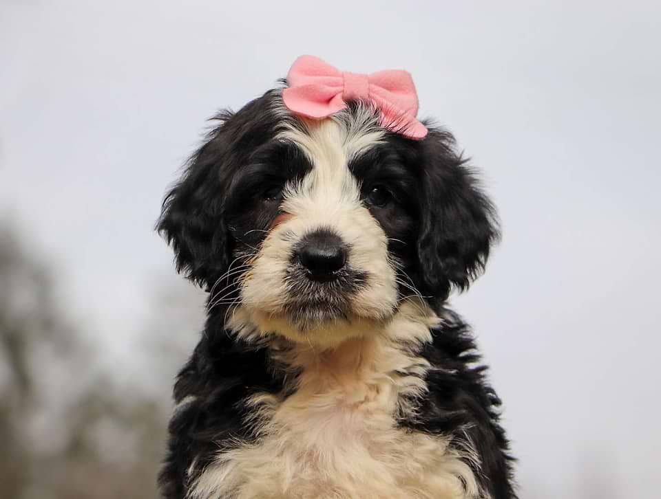 Saint Berdoodle Available